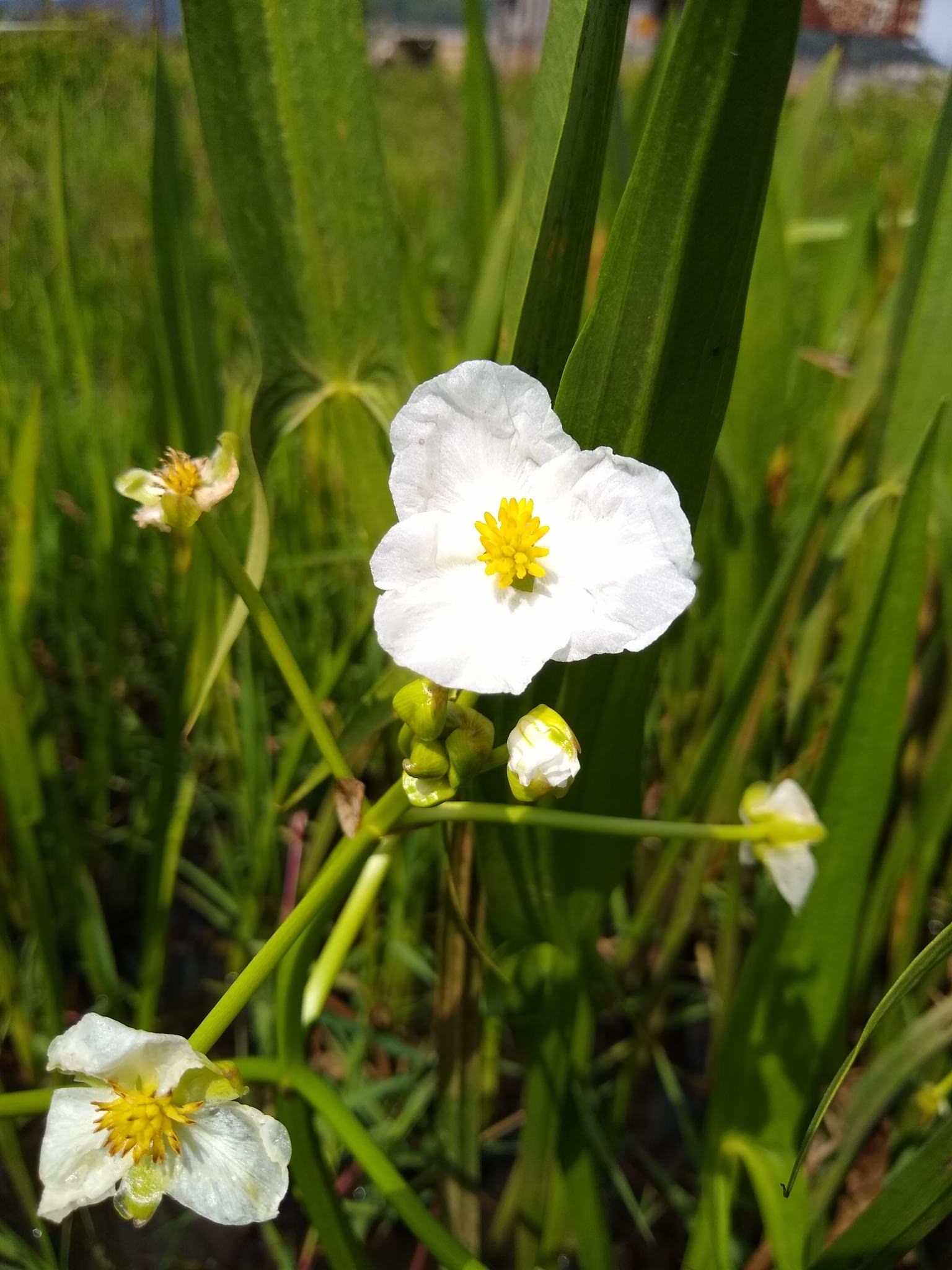 Sagittaria macrophylla